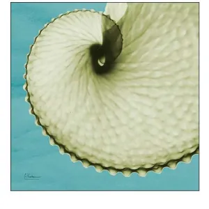 Argonaut