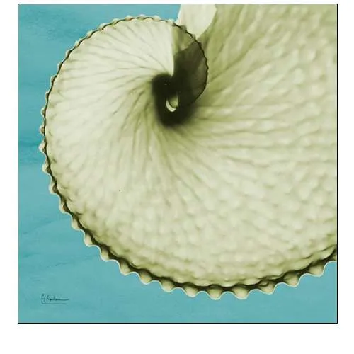 Argonaut