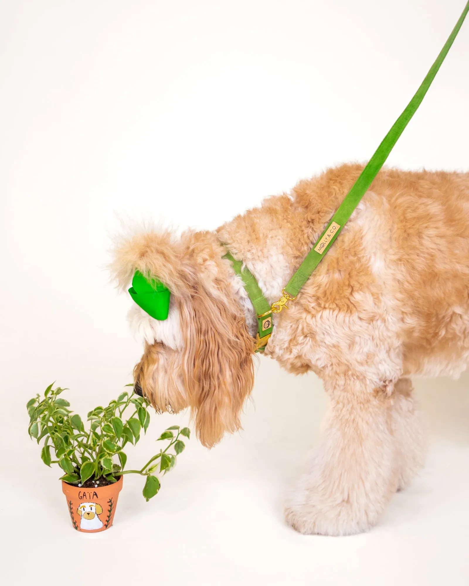 Fern Velvet - Dog Leash