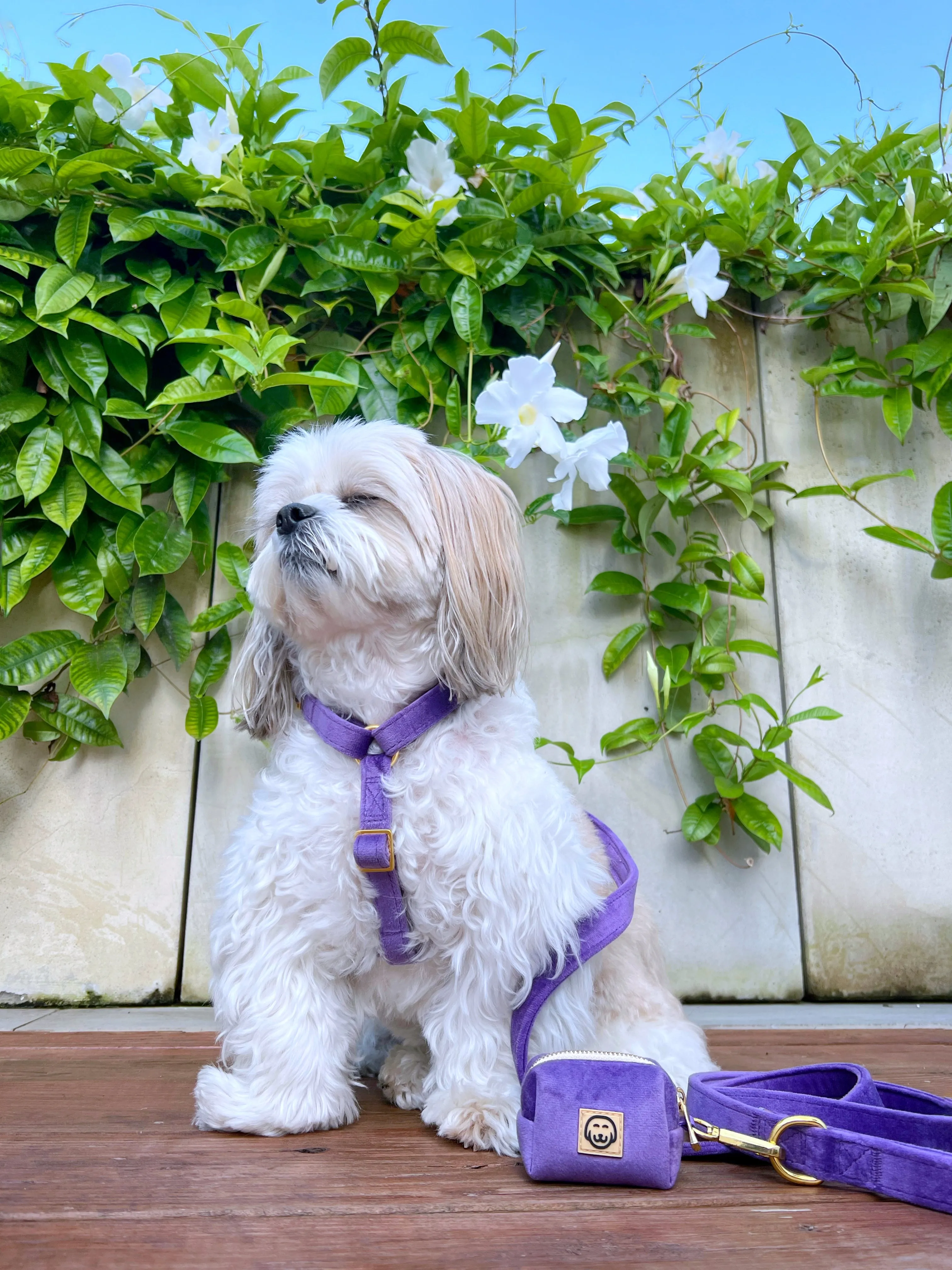 Violet Velvet - Walking Bundle
